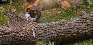 Trusted Cottonwood, CA Tree Care Services Experts